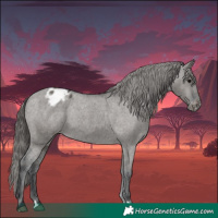 Horse Color:Grullo Appaloosa 