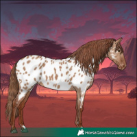 Horse Color:Red Dun Appaloosa 