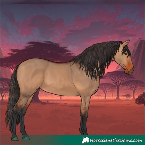 Horse Color:Bay Dun 
