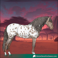 Horse Color:Liver Red Dun Appaloosa 