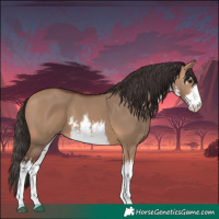 Horse Color:White Spotted Bay Dun 