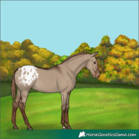 Horse Color:Liver Red Dun Appaloosa
