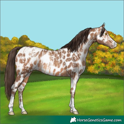Horse Color:Amber Champagne Appaloosa and Amber Champagne Appaloosa