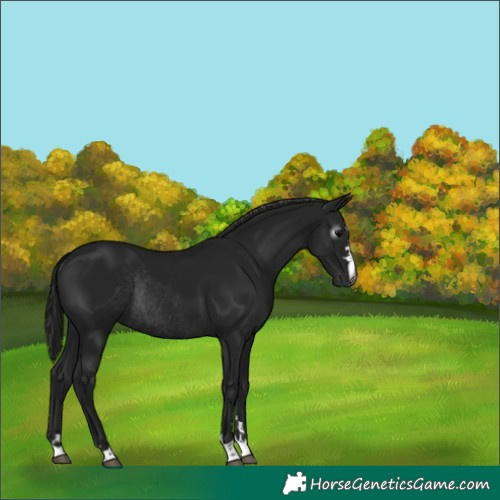 Horse Color:Gray Black Rabicano 
