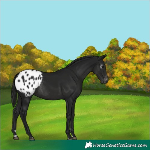 Horse Color:Gray Black Appaloosa Rabicano 