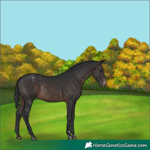 Horse Color:Brown Varnish Rabicano 
