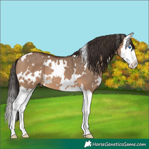 Horse Color:White Spotted Bay Dun Splash 