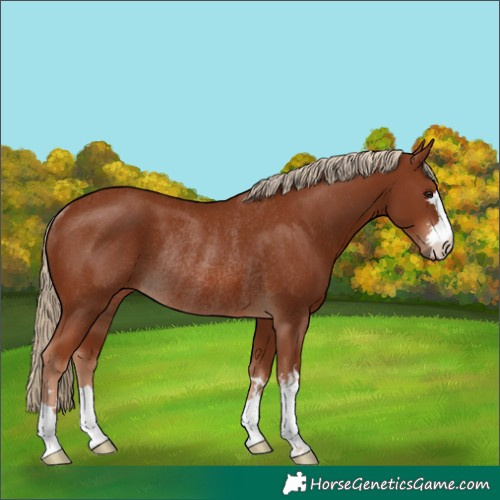 Horse Color:Chestnut Rabicano 