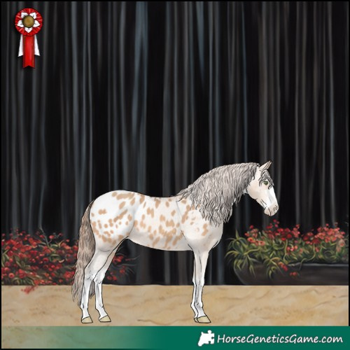 Horse Color:White Spotted Amber Champagne Appaloosa 