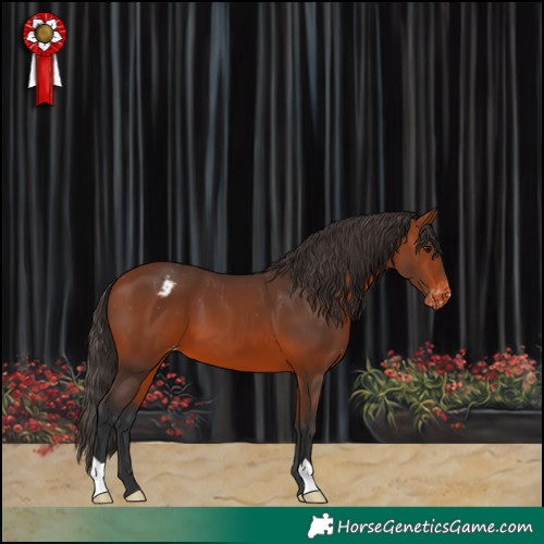 Horse Color:Bay Appaloosa 