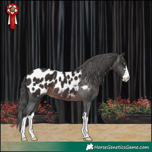Horse Color:Brown Appaloosa 