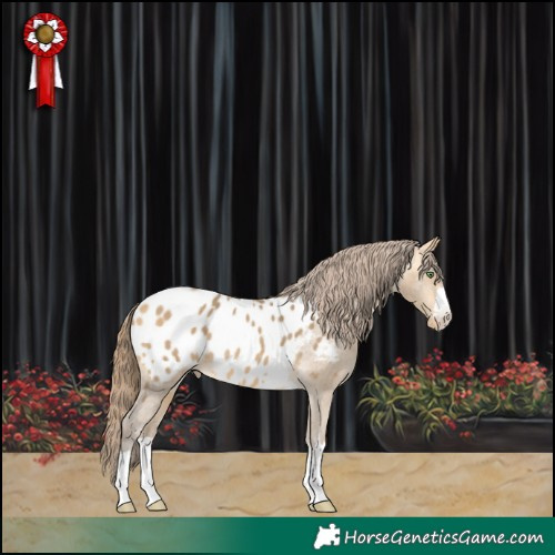 Horse Color:Amber Cream Champagne Appaloosa 