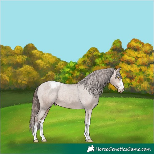 Horse Color:Sable Champagne Appaloosa 