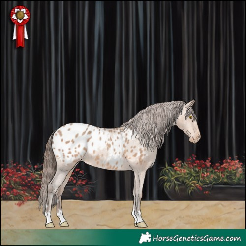 Horse Color:Amber Champagne Appaloosa 