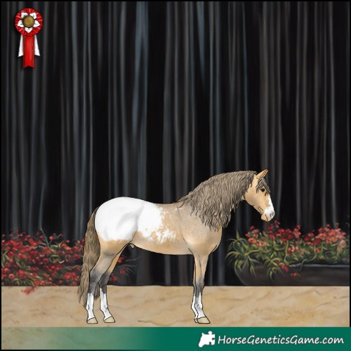 Horse Color:Buckskin Appaloosa 