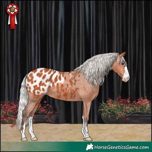 Horse Color:Silver Bay Appaloosa 