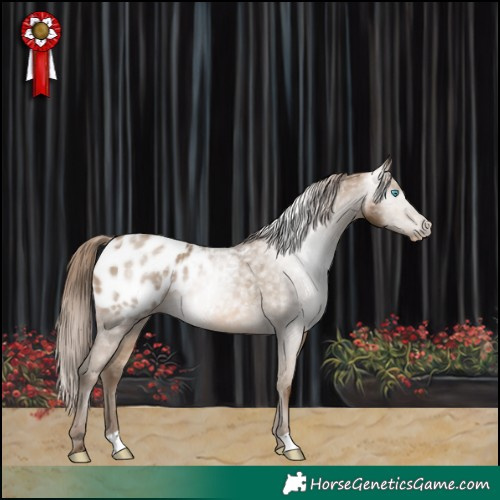 Horse Color:Gray Buckskin Pearl Appaloosa 