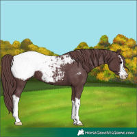 Horse Color:White Spotted Chocolate Black Appaloosa 