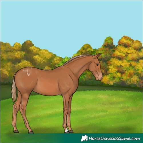 Horse Color:Chestnut Appaloosa 