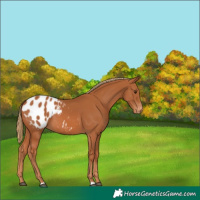 Horse Color:Chestnut Appaloosa 