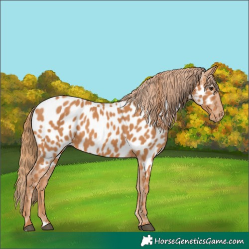 Horse Color:Chestnut Appaloosa 