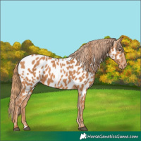 Horse Color:Chestnut Appaloosa 