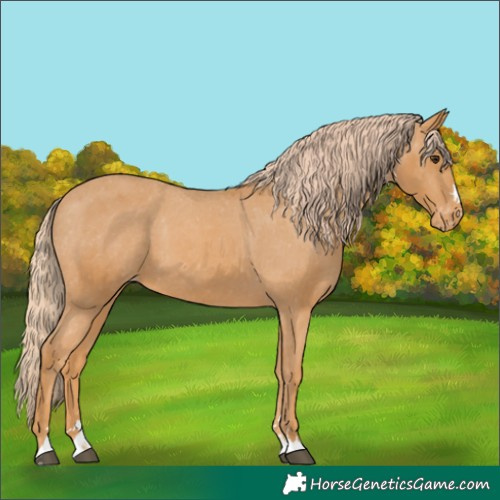 Horse Color:Chestnut Appaloosa 