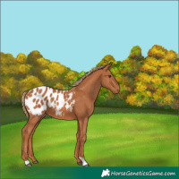 Horse Color:Chestnut Appaloosa 