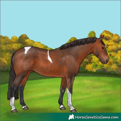 Horse Color:Bay Tobiano 