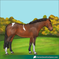 Horse Color:Bay Tobiano 