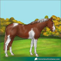 Horse Color:Chestnut Tobiano 