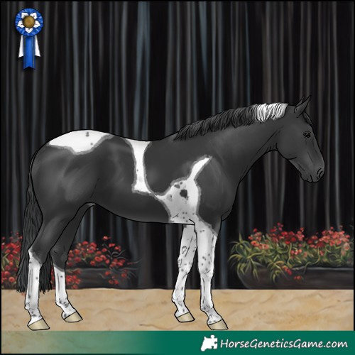 Horse Color:Black Tobiano 