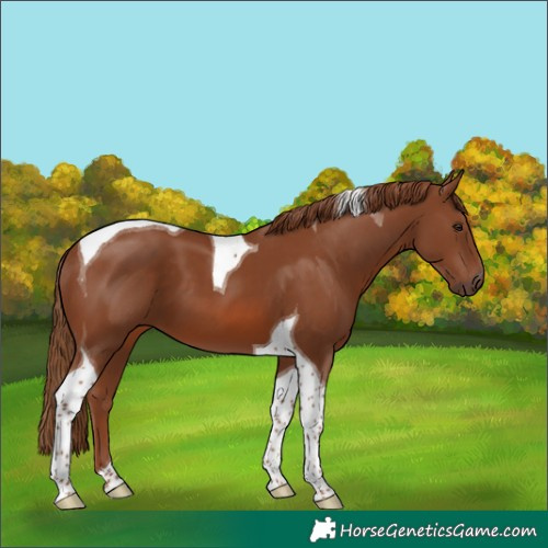 Horse Color:Chestnut Tobiano 