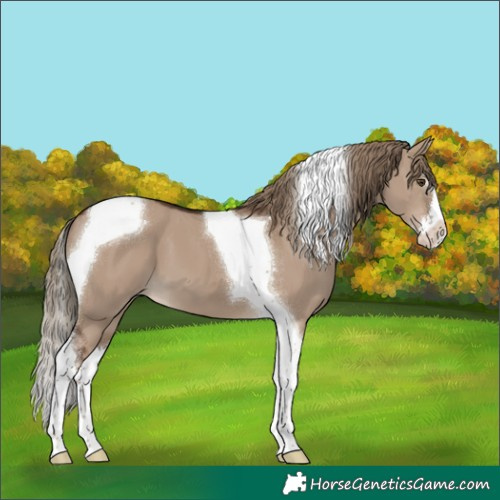 Horse Color:Liver Red Dun Splash Tobiano 