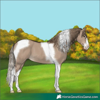 Horse Color:Liver Red Dun Splash Tobiano 