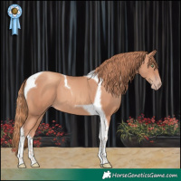 Horse Color:Gold Champagne Tobiano