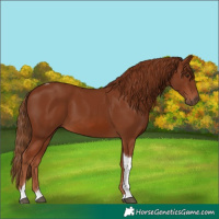 Horse Color:Chestnut Tobiano 