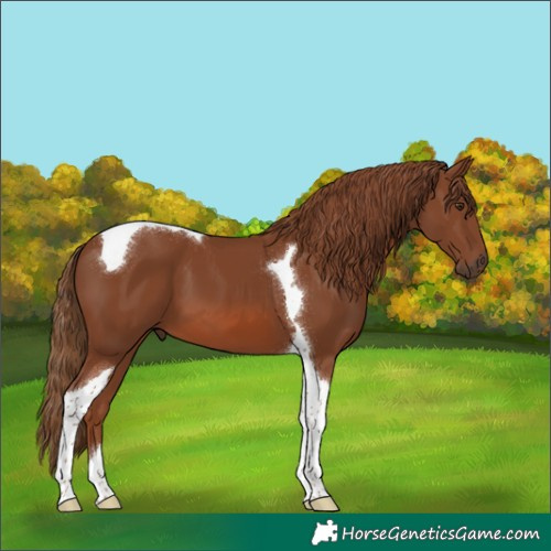 Horse Color:Chestnut Tobiano 