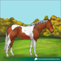 Horse Color:Silver Bay Tobiano