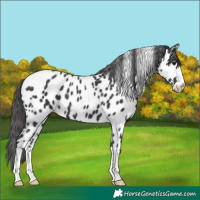 Horse Color:Black Appaloosa 