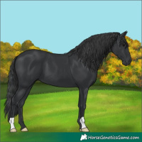 Horse Color:Black 