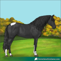 Horse Color:Black Tobiano 