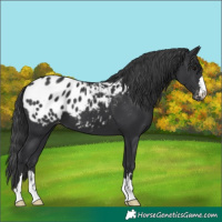 Horse Color:Black Appaloosa