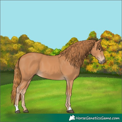 Horse Color:Chestnut 