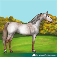 Horse Color:Gray Red Roan