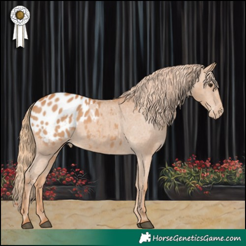 Horse Color:Chestnut Appaloosa 