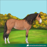 Horse Color:Bay Rabicano 