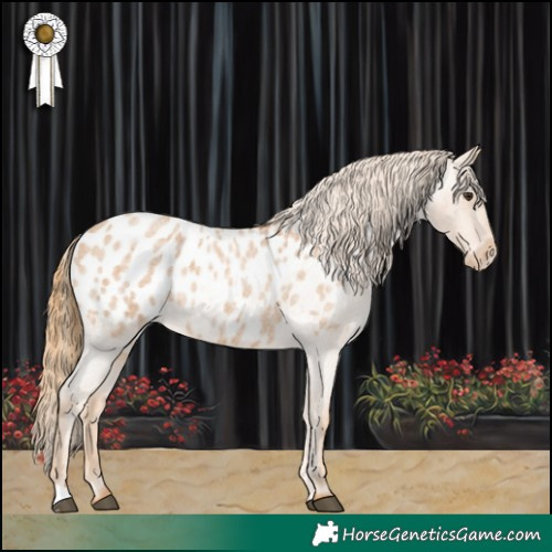 Horse Color:Red Roan Appaloosa 