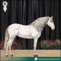 Horse Color:Red Roan Appaloosa 