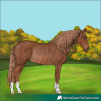 Horse Color:Chestnut Rabicano 